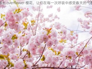 漾出 overflower 樱花，让你在每一次呼吸中感受春天的气息