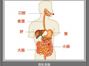 《探秘食物之秘：水月阁掉落的珍贵膳具》