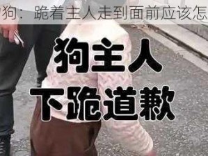 宠物狗：跪着主人走到面前应该怎么办