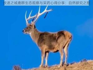 放逐之城鹿群生态观察与采药心得分享：自然研究之旅