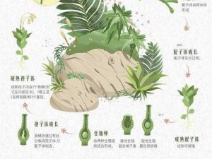 植物开花次序揭秘：以平民视角解读植物2的开花图序之谜