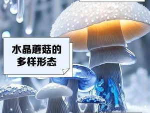 水晶蘑菇的神秘用途及其价值探究