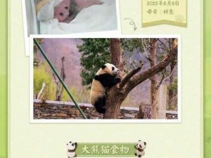 阴阳师大熊猫守护计划活动攻略：玩转守护大熊猫的游戏玩法介绍