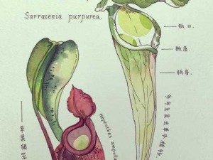 未定界风行草探秘：风行草的独特魅力与生长之地介绍