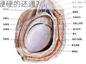 男孩命根子一边硬硬的还通,为什么男孩的命根子一边硬硬的还通？