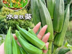 榴莲草莓香蕉秋葵绿巨人视频-榴莲草莓香蕉秋葵绿巨人视频：一场水果与蔬菜的奇妙碰撞