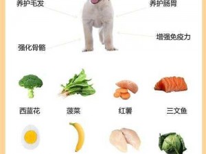 拉布拉多犬的饮食新选择：能否以家常饭菜为主食？的探索之旅