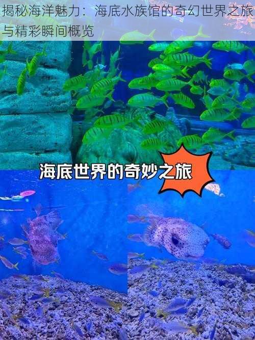 揭秘海洋魅力：海底水族馆的奇幻世界之旅与精彩瞬间概览