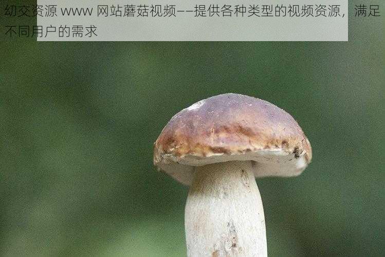 㓜交资源 www 网站蘑菇视频——提供各种类型的视频资源，满足不同用户的需求