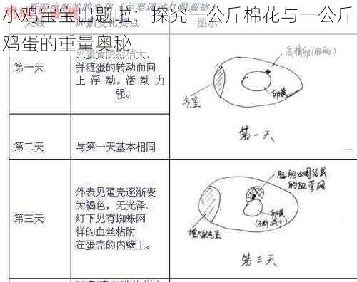 小鸡宝宝出题啦：探究一公斤棉花与一公斤鸡蛋的重量奥秘