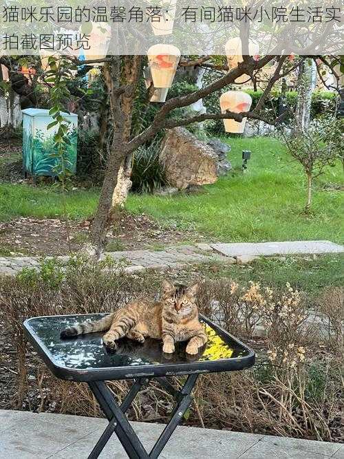 猫咪乐园的温馨角落：有间猫咪小院生活实拍截图预览