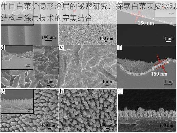 中国白菜价隐形涂层的秘密研究：探索白菜表皮微观结构与涂层技术的完美结合