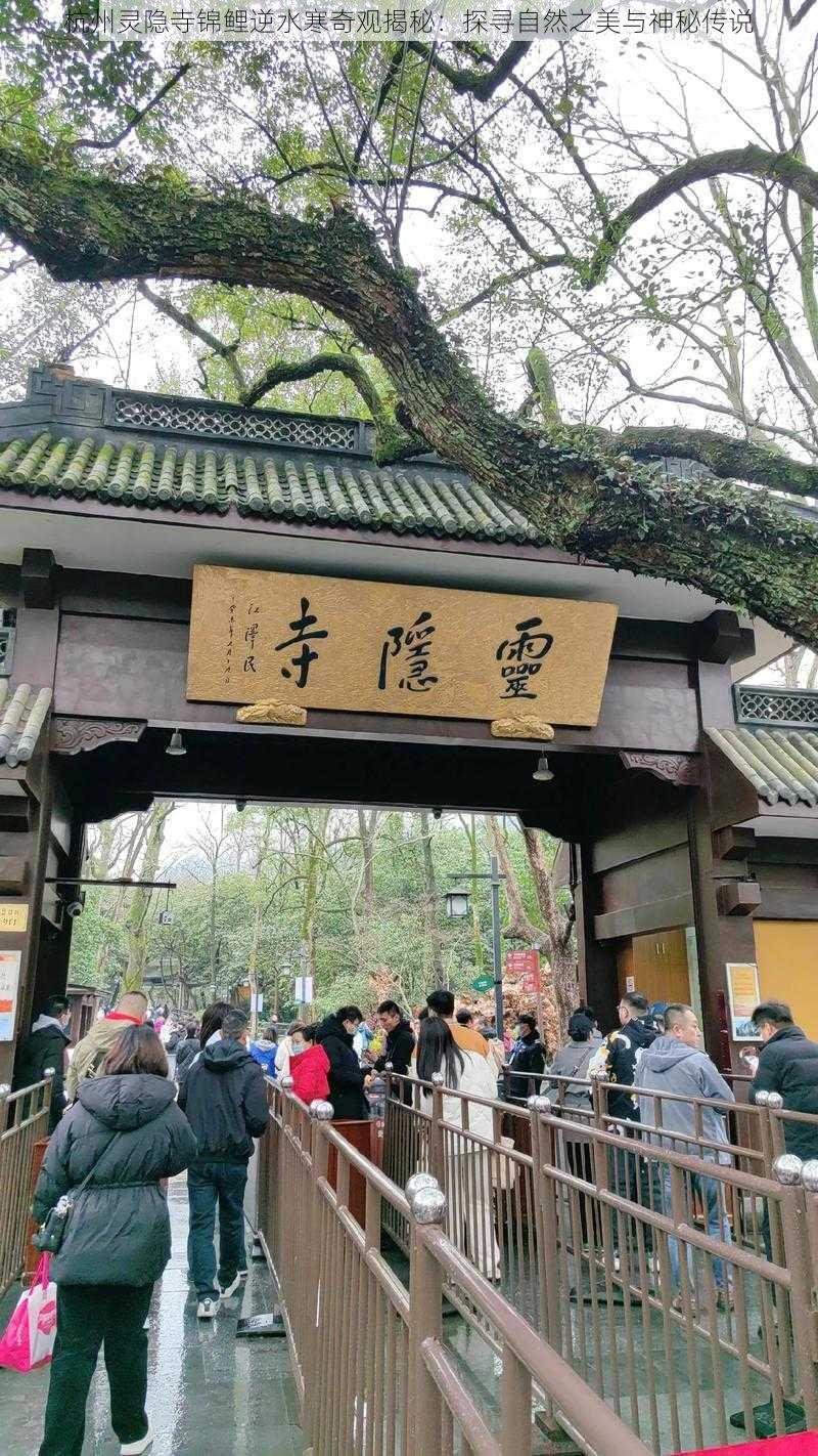 杭州灵隐寺锦鲤逆水寒奇观揭秘：探寻自然之美与神秘传说