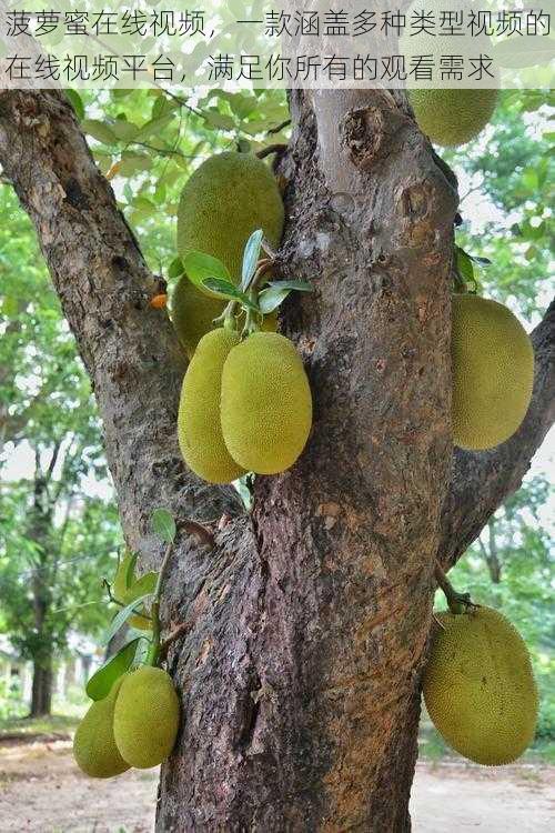 菠萝蜜在线视频，一款涵盖多种类型视频的在线视频平台，满足你所有的观看需求