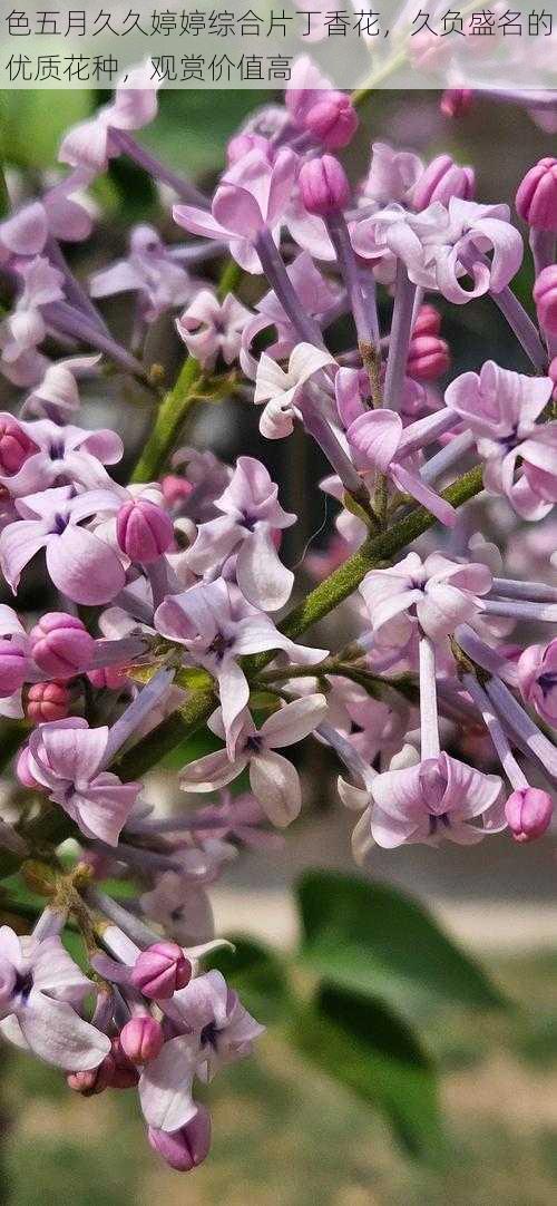 色五月久久婷婷综合片丁香花，久负盛名的优质花种，观赏价值高