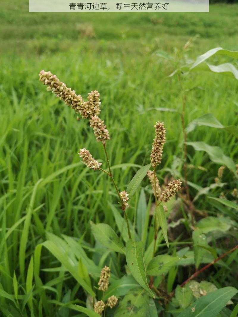 青青河边草，野生天然营养好