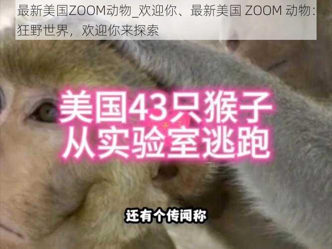 最新美国ZOOM动物_欢迎你、最新美国 ZOOM 动物：狂野世界，欢迎你来探索