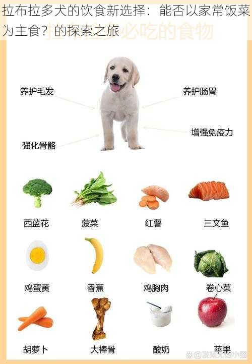 拉布拉多犬的饮食新选择：能否以家常饭菜为主食？的探索之旅