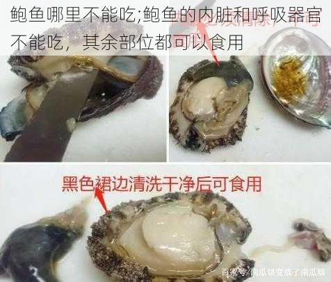 鲍鱼哪里不能吃;鲍鱼的内脏和呼吸器官不能吃，其余部位都可以食用