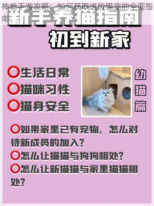 神喻手游攻略：如何获取进阶猫宠的全面指南